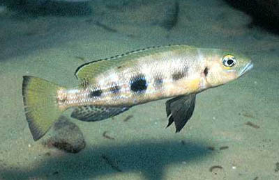 Lepidiolamprologus attenuatus